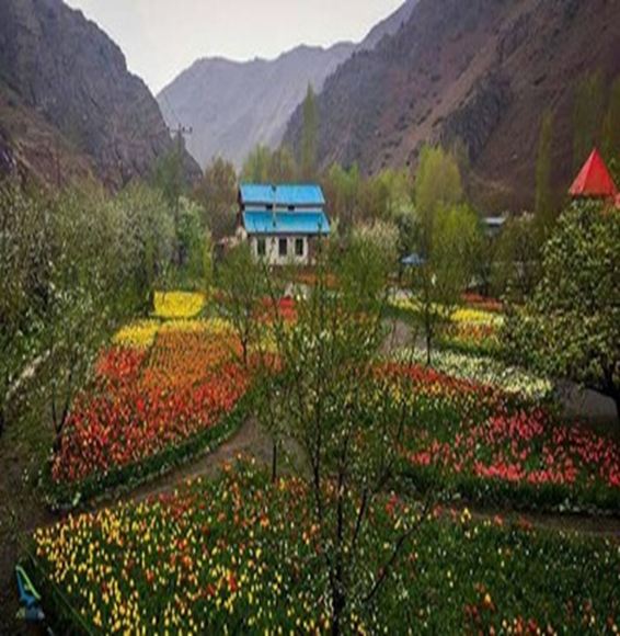 Gachsar Tulips Garden